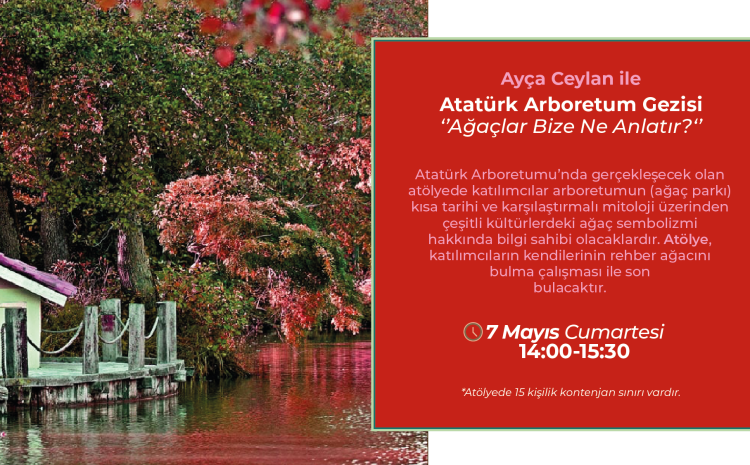 Ağaçlar Bize Ne Anlatır?